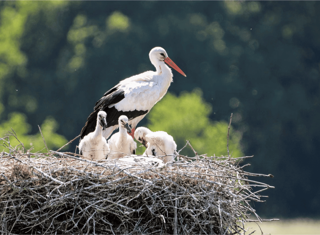 familie